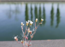 001 - klein und gross